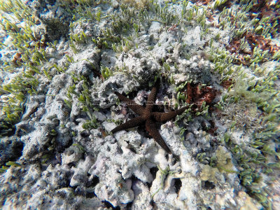 644 - Snorkeling ile Rodrigues janvier 2017 - GOPR6489 DxO Pbase.jpg