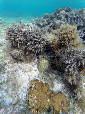 646 - Snorkeling ile Rodrigues janvier 2017 - GOPR6491 DxO Pbase.jpg