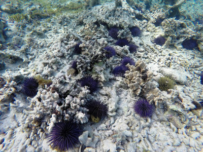 650 - Snorkeling ile Rodrigues janvier 2017 - GOPR6495 DxO Pbase.jpg