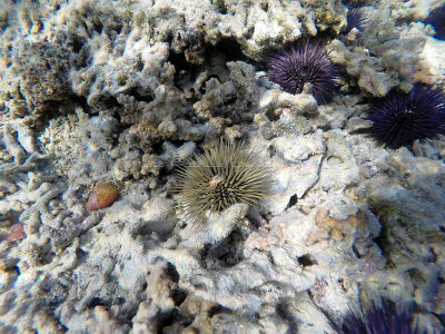 654 - Snorkeling ile Rodrigues janvier 2017 - GOPR6499 DxO Pbase.jpg