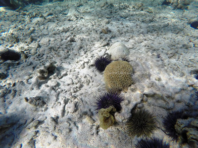 670 - Snorkeling ile Rodrigues janvier 2017 - GOPR6515 DxO Pbase.jpg