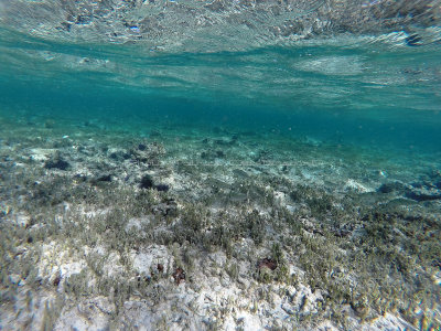 680 - Snorkeling ile Rodrigues janvier 2017 - GOPR6525 DxO Pbase.jpg