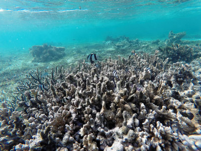 707 - Snorkeling ile Rodrigues janvier 2017 - GOPR6552 DxO Pbase.jpg