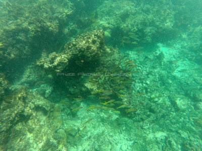 720 - Snorkeling ile Rodrigues janvier 2017 - GOPR6566 DxO Pbase.jpg