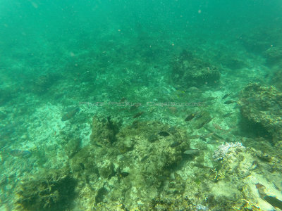 728 - Snorkeling ile Rodrigues janvier 2017 - GOPR6574 DxO Pbase.jpg