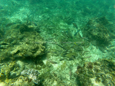 730 - Snorkeling ile Rodrigues janvier 2017 - GOPR6576 DxO Pbase.jpg