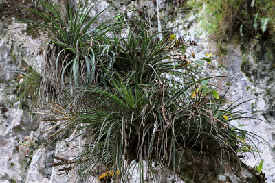 3865 Vacances  Cuba en avril 2017 - IMG_9354 DxO Pbase.jpg