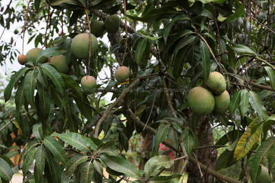 3964 Vacances  Cuba en avril 2017 - IMG_9467 DxO Pbase.jpg