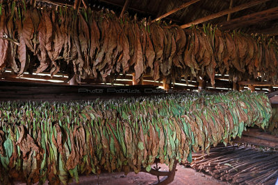 4014 Vacances  Cuba en avril 2017 - IMG_9522 DxO Pbase.jpg