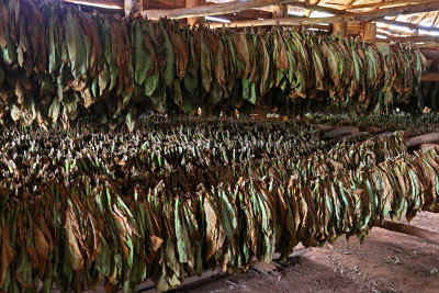 4021 Vacances  Cuba en avril 2017 - IMG_9529 DxO Pbase.jpg