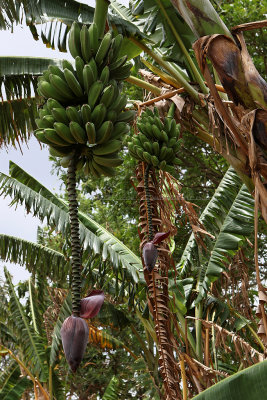 4085 Vacances  Cuba en avril 2017 - IMG_9602 DxO Pbase.jpg