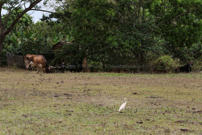 4104 Vacances  Cuba en avril 2017 - IMG_9624 DxO Pbase.jpg