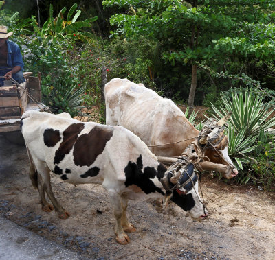 4236 Vacances  Cuba en avril 2017 - IMG_9776 DxO Pbase.jpg