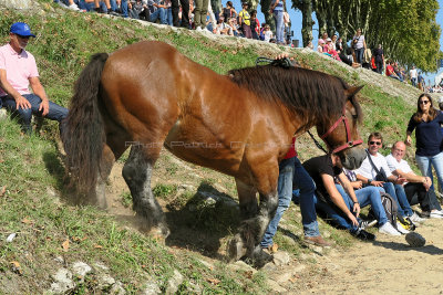 2119 Festival de Loire 2017 - IMG_9351 DxO Pbase.jpg