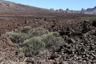 4655 Vacances aux iles Canaries nov 2017 - IMG_5153 DxO Pbase.jpg