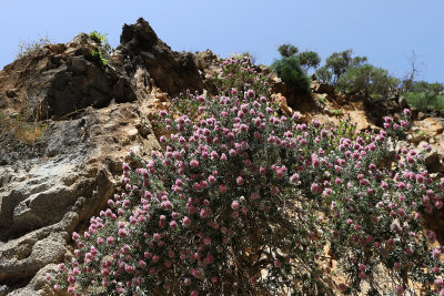 295 2 WEEKS IN CRETE IN MAY 2018 - IMG_6634 DxO Pbase.jpg