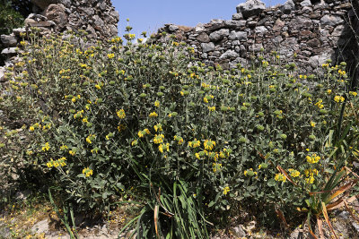 667 2 WEEKS IN CRETE IN MAY 2018 - IMG_7033 DxO Pbase.jpg