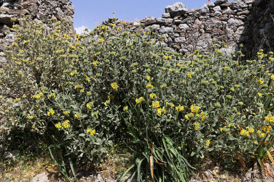 668 2 WEEKS IN CRETE IN MAY 2018 - IMG_7034 DxO Pbase.jpg