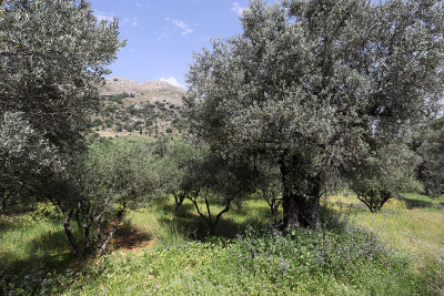 672 2 WEEKS IN CRETE IN MAY 2018 - IMG_7038 DxO Pbase.jpg