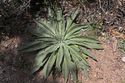 679 2 WEEKS IN CRETE IN MAY 2018 - IMG_7046 DxO Pbase.jpg