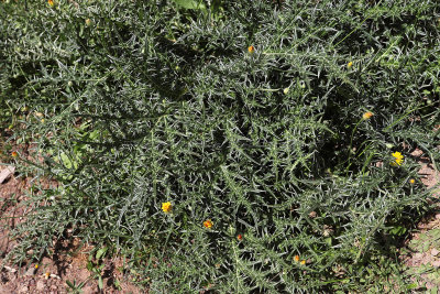 684 2 WEEKS IN CRETE IN MAY 2018 - IMG_7052 DxO Pbase.jpg