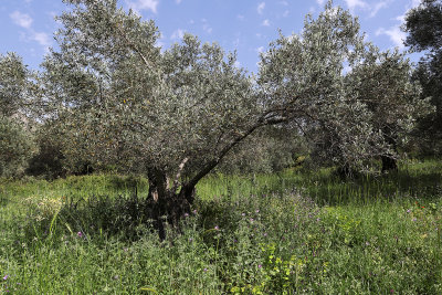 724 2 WEEKS IN CRETE IN MAY 2018 - IMG_7094 DxO Pbase.jpg