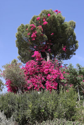 842 2 WEEKS IN CRETE IN MAY 2018 - IMG_7219 DxO Pbase.jpg