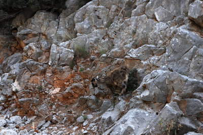 1919 2 WEEKS IN CRETE IN MAY 2018 - IMG_8380 DxO Pbase.jpg