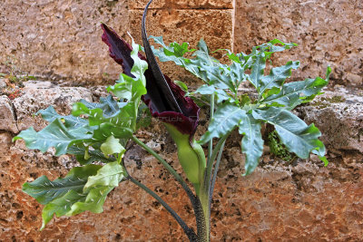 2028 2 WEEKS IN CRETE IN MAY 2018 - IMG_8492 DxO Pbase.jpg