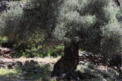 2680 2 WEEKS IN CRETE IN MAY 2018 - IMG_9184 DxO Pbase.jpg