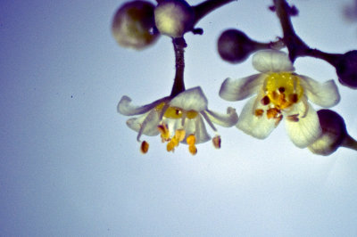 pepper flower.jpg