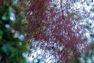 _seeds-of-tree.jpg