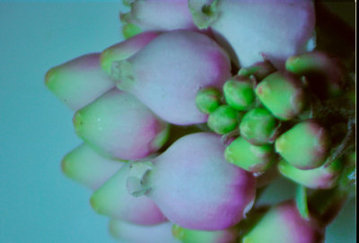 Manzanita flowers.jpg