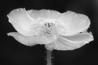 Poppy flower