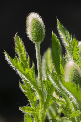 Hairy weed