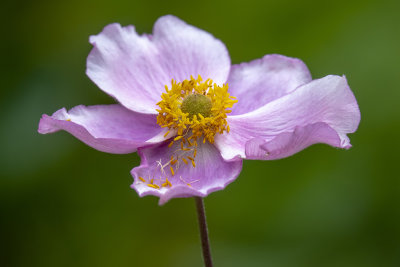 Flowers, leaves and green