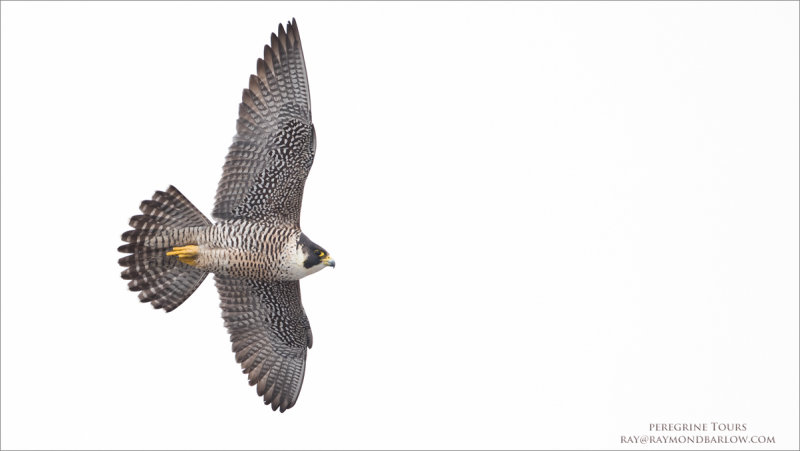 Peregrine Falcon in Flight