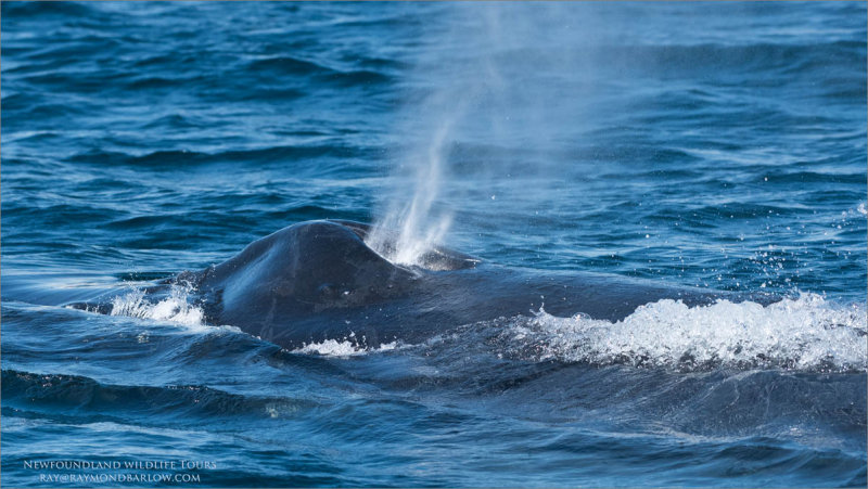 Humpback Whale Blow