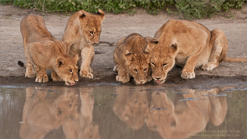 Lion Family Drinking 