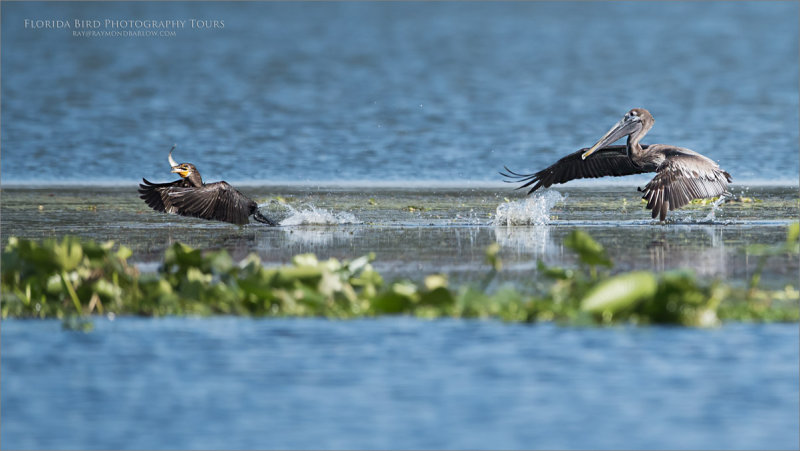 Brown pelican Chases a Cormorant 