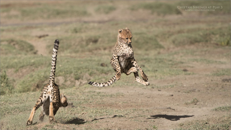 Cheetah Siblings at Play 3 