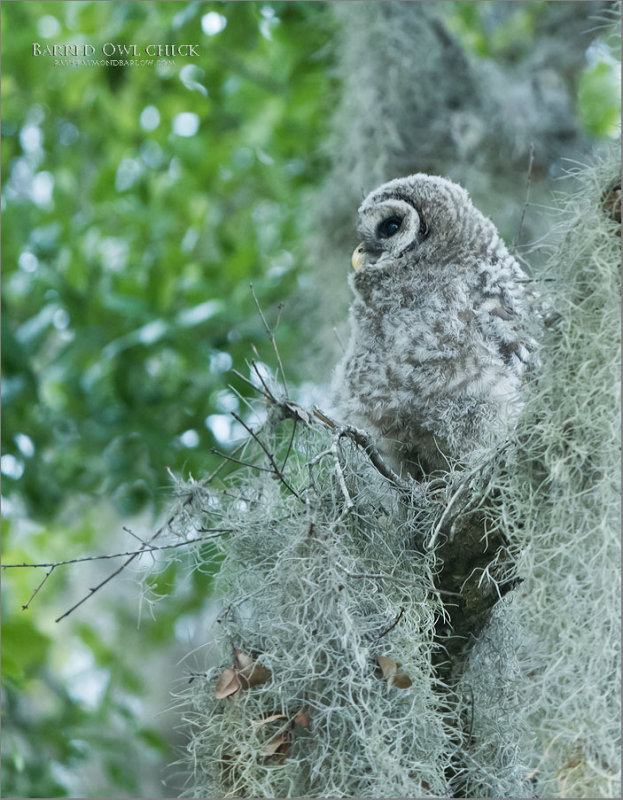 Barred Owl Chick 