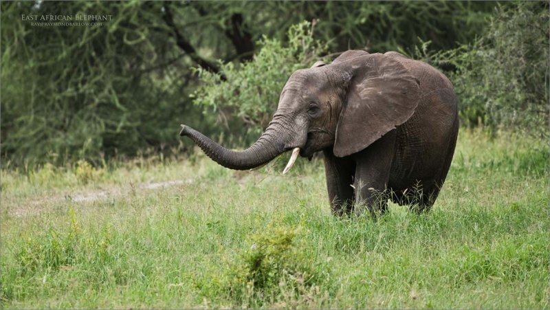 Elephant Feeding Time - Trunk up!
