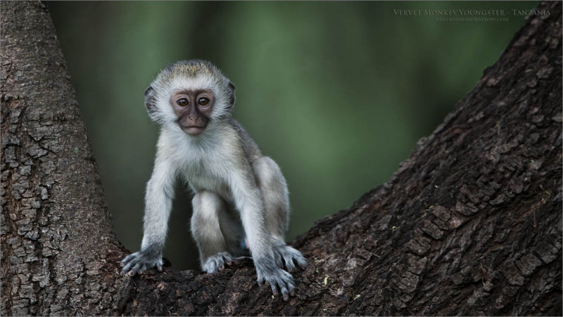 Vervet Monkey in Tanzania
