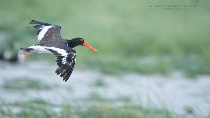 American oystercatcher in Flight