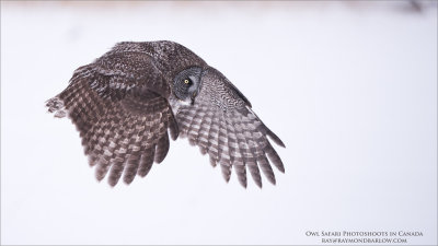 Great Grey Owl Hunting for Natural Prey