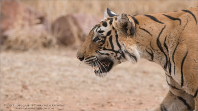 The Intensity of the Tiger Hunt