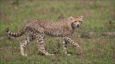 Cheetah Cub in Africa 