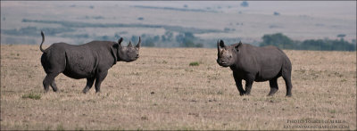 Black Rhino Faceoff