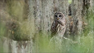 Barred Owl 